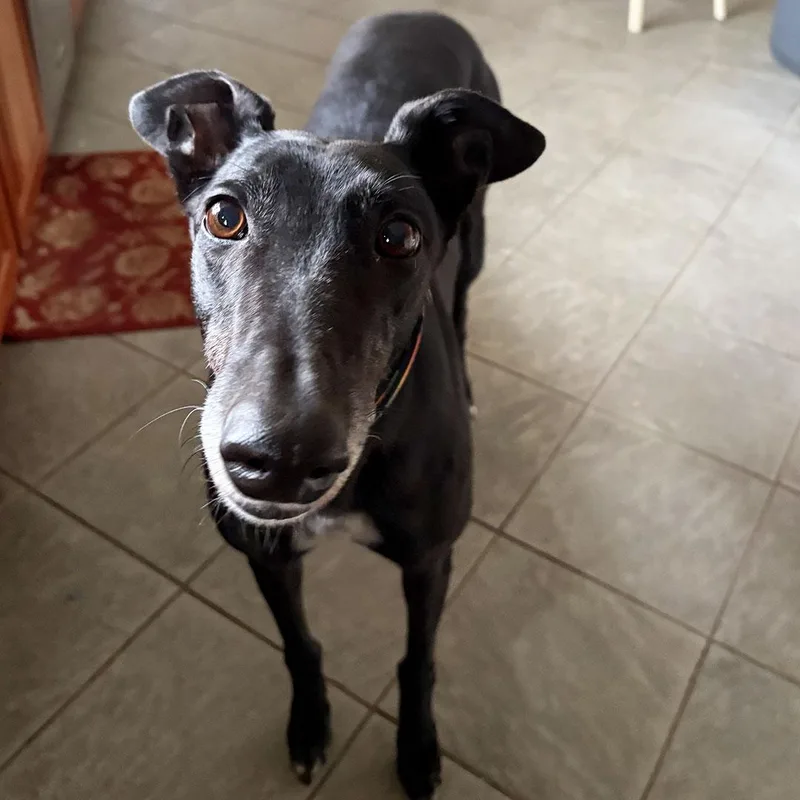An adult large-sized female Black Greyhound dog named Salsa for adoption in Orange, CT