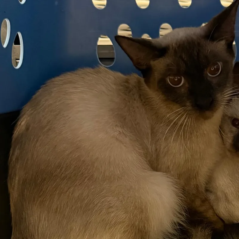 A young medium-sized female White Siamese cat named BRAZStray for adoption in Lake Jackson, TX