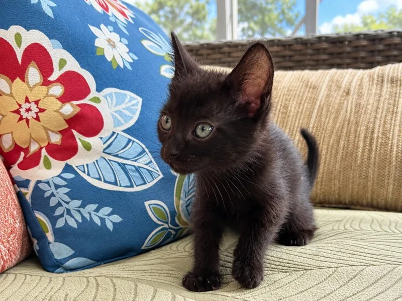 A baby small-sized male Domestic Short Hair cat named Luigi for adoption in Sebastian, FL