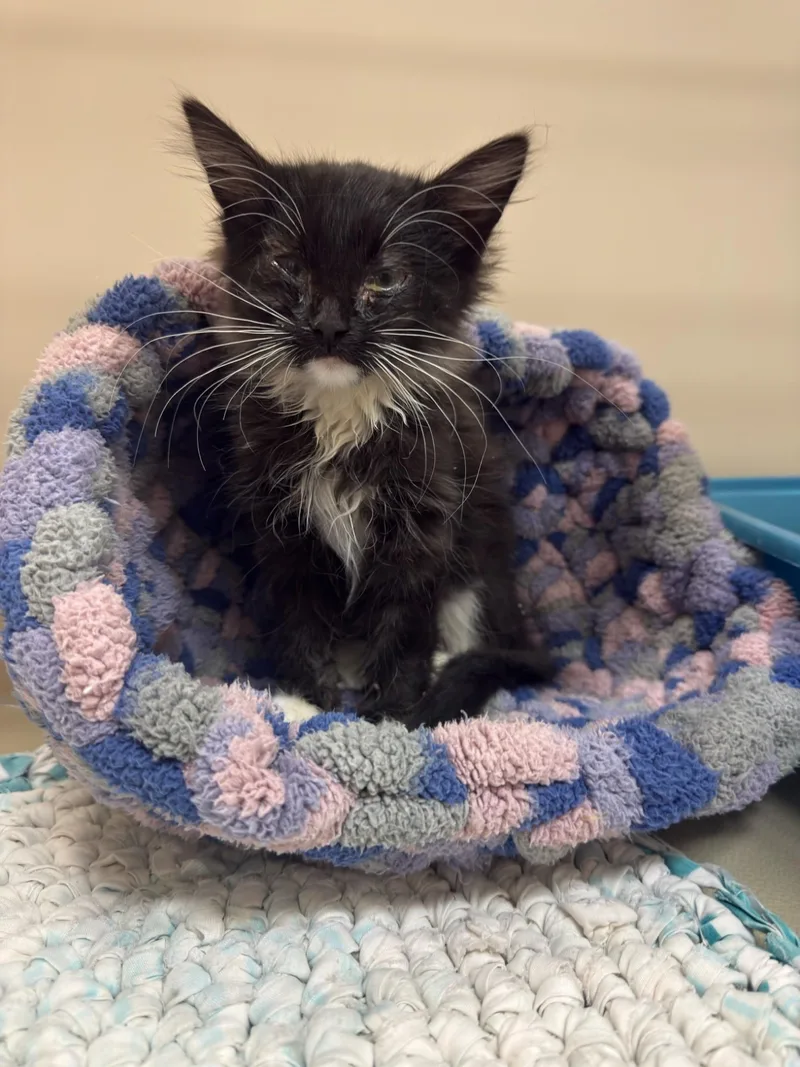 A young medium-sized female Domestic Medium Hair cat named 61897461 for adoption in Elko, NV