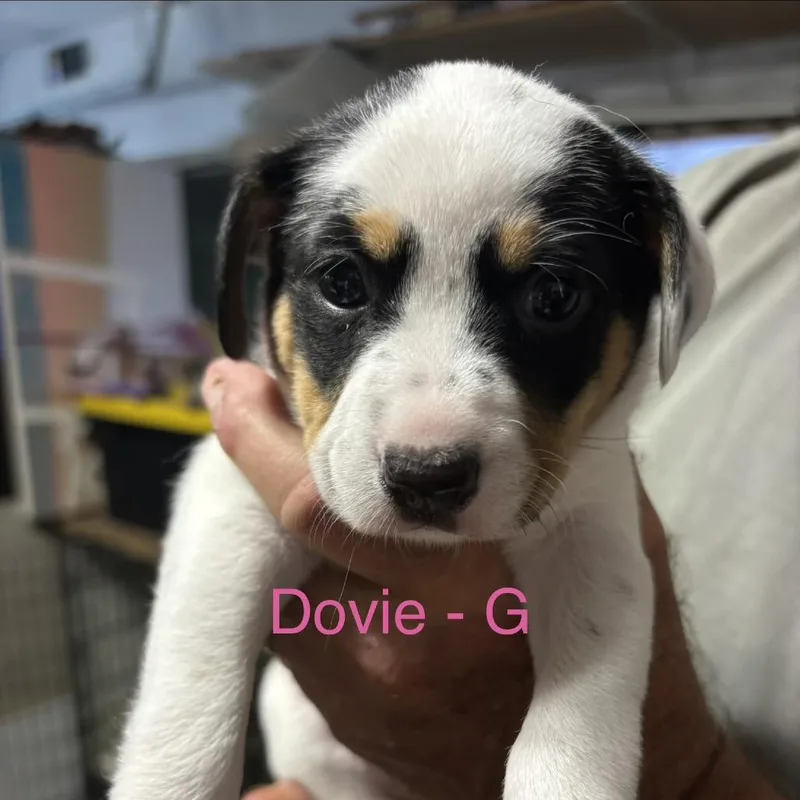 Dovie thumbnail 2