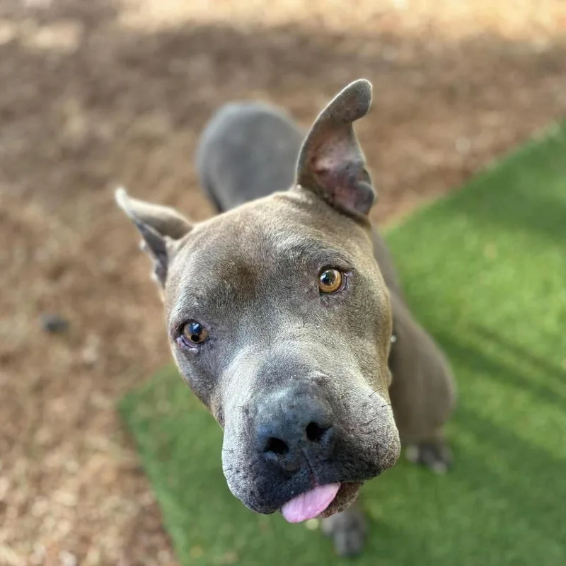A senior large-sized male Pit Bull Terrier dog named Grady for adoption in Ramona, CA