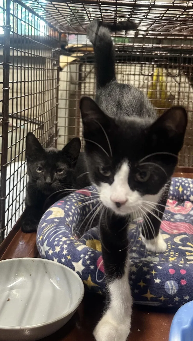 A baby medium-sized male Black & White / Tuxedo Domestic Short Hair cat named Chuck for adoption in Valhalla, NY