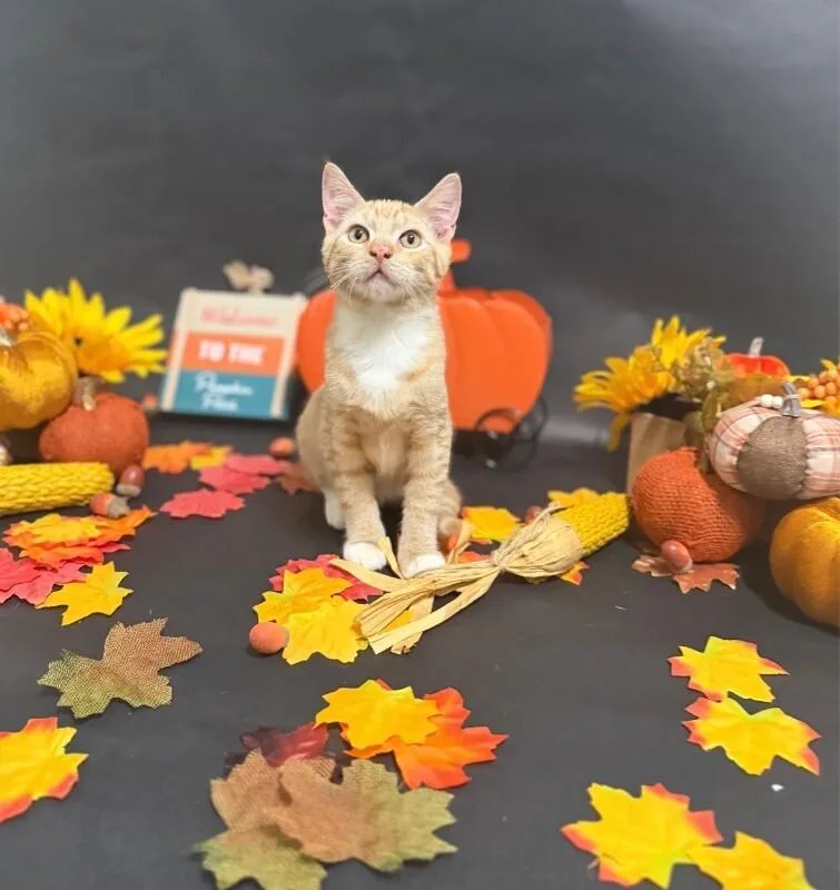 A young medium-sized male Orange / Red Domestic Short Hair cat named Biscuit for adoption in North Babylon, NY