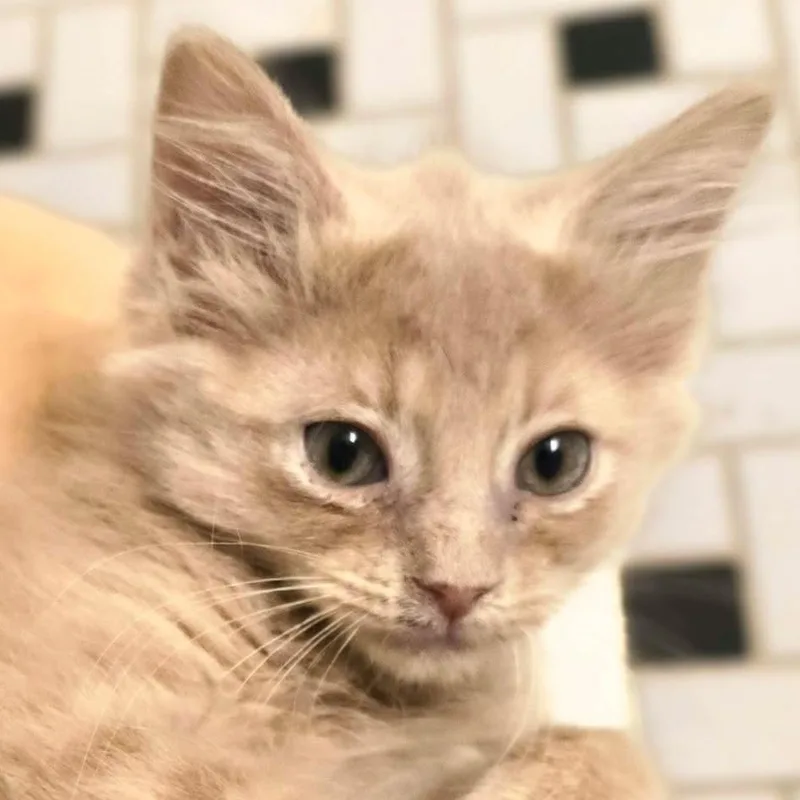 A baby small-sized male Domestic Medium Hair cat named Benny for adoption in Evansville, IN