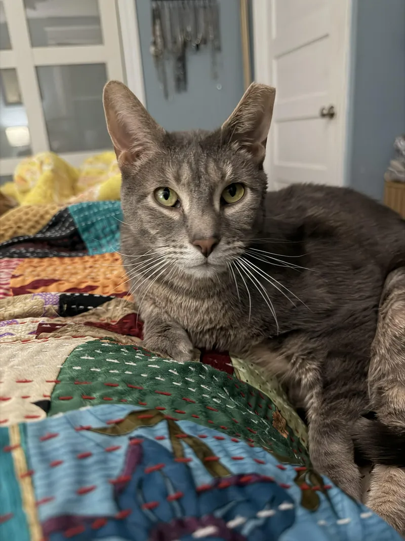 An adult large-sized male Gray / Blue / Silver Domestic Short Hair cat named Amora and Tom for adoption in Lemoyne, PA