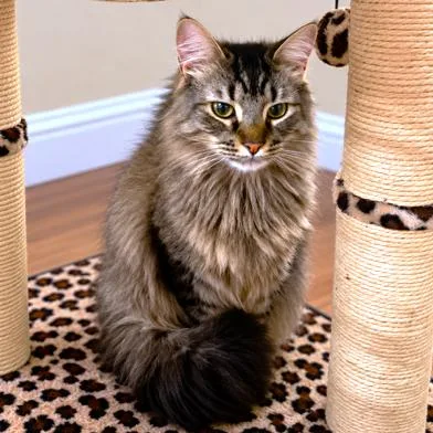 A young large-sized male Maine Coon cat named Machi The Maine Coon for adoption in Danbury, CT