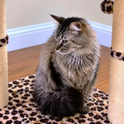 Machi The Maine Coon thumbnail 2