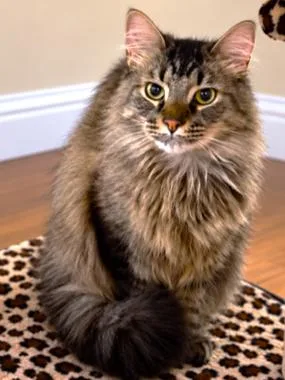 Machi The Maine Coon thumbnail 3