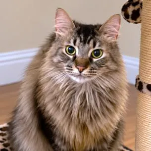 Machi The Maine Coon thumbnail 4