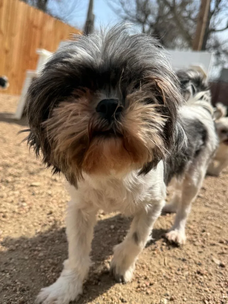 A senior small-sized female Shih Tzu dog named Special for adoption in Hastings, NE