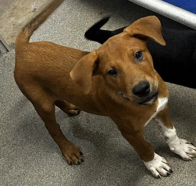 A young medium-sized male Terrier dog named Tater Tot for adoption in Sterling, MA