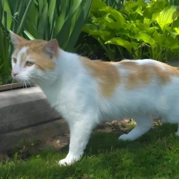 An adult medium-sized male Orange & White Domestic Short Hair cat named Dante for adoption in Evanston, IL