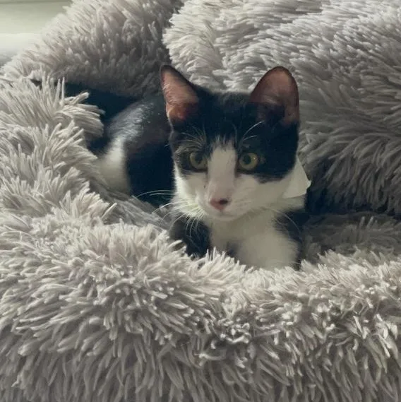 A young medium-sized male Black & White / Tuxedo Domestic Short Hair cat named David for adoption in Maitland, FL