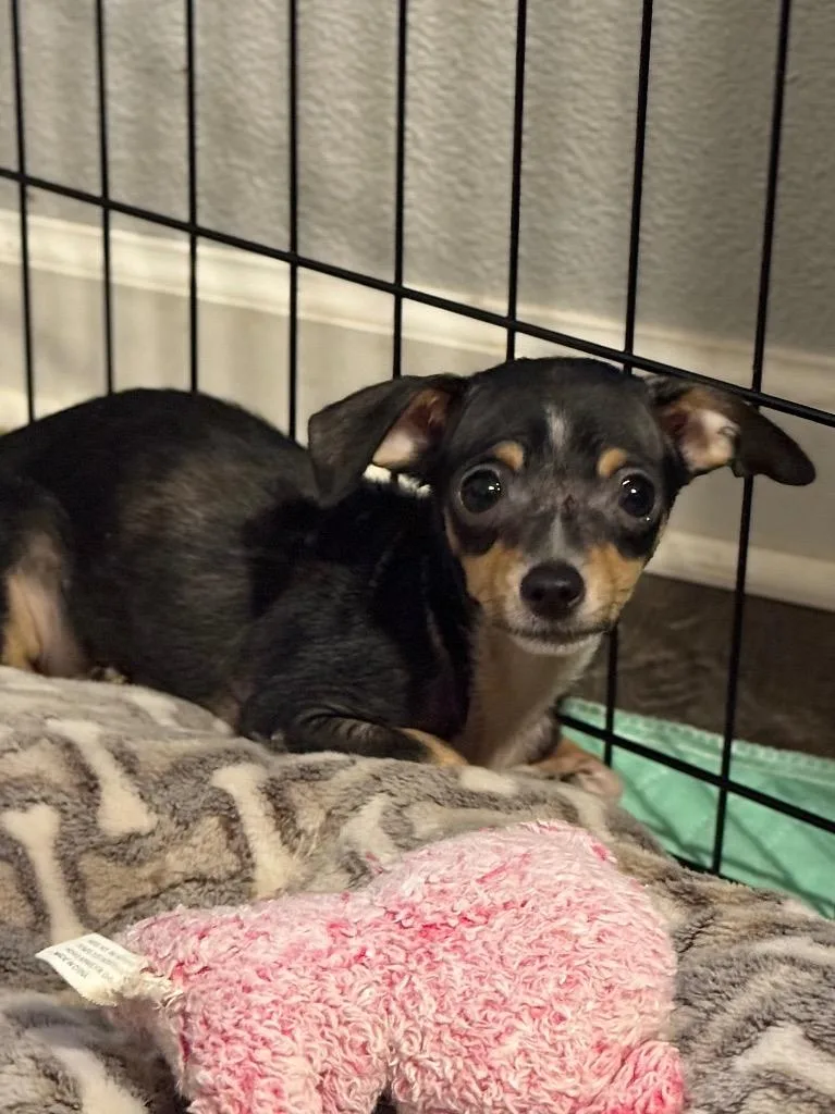 A baby small-sized male Chihuahua dog named Kara for adoption in Canyon Lake, TX