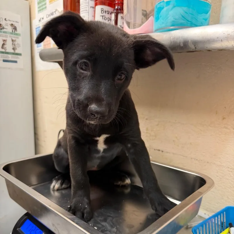 A baby small-sized female Black Pit Bull Terrier dog named Ella for adoption in Birmingham, AL