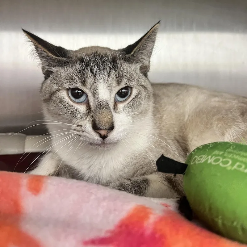 An adult medium-sized male Brown / Chocolate Domestic Short Hair cat named Photon for adoption in Fort Wayne, IN