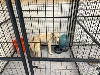 An adult large-sized male White / Cream Siberian Husky dog named 61255068 for adoption in El Paso, TX