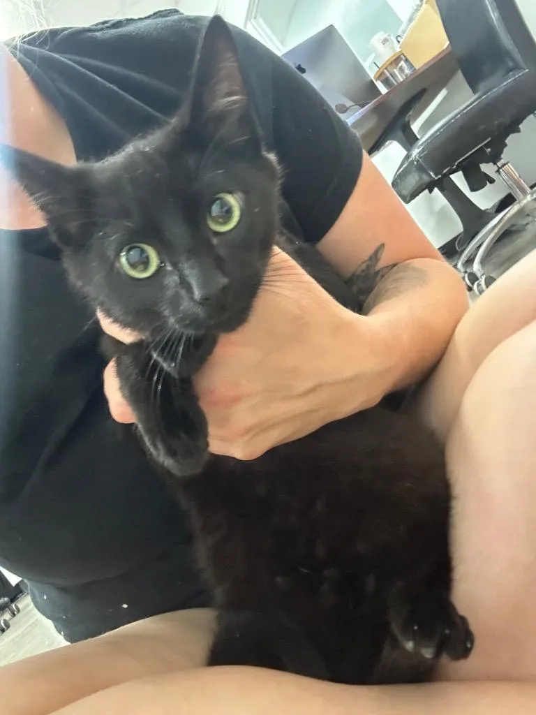 A baby small-sized male Domestic Short Hair cat named Ladd for adoption in Thousand Oaks, CA