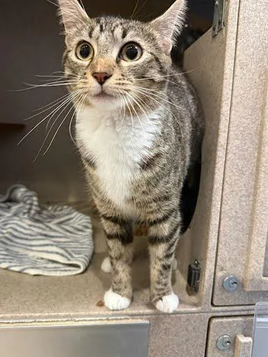 A young medium-sized female Domestic Short Hair cat named Silly for adoption in Washington, DC