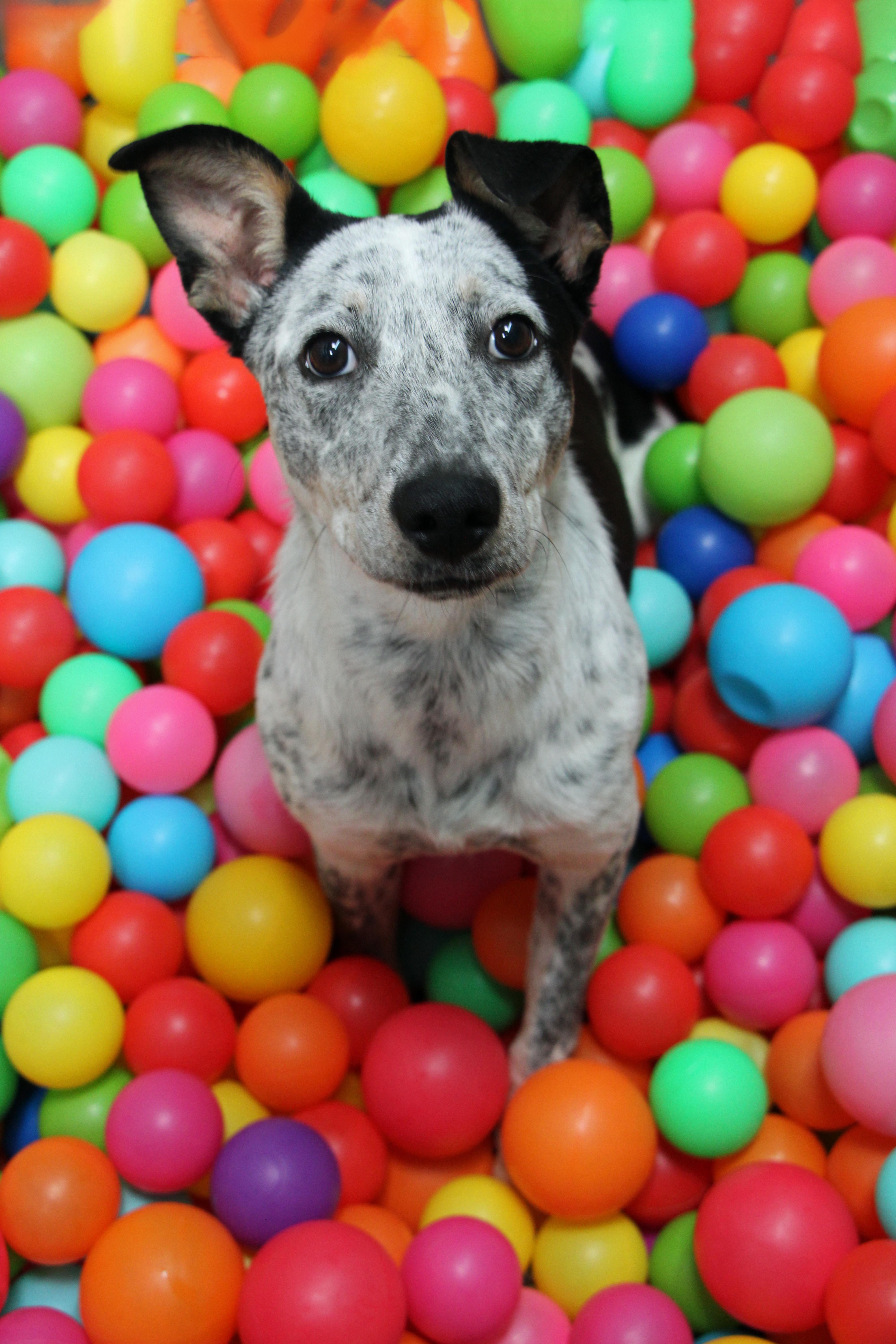 A young medium-sized female Tricolor (Brown, Black, & White) Australian Cattle Dog / Blue Heeler dog named Claddagh for adoption in Graham, TX