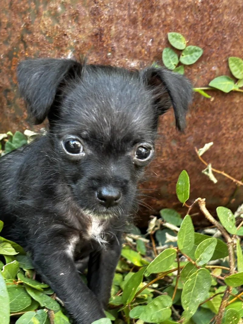 Iris thumbnail 2
