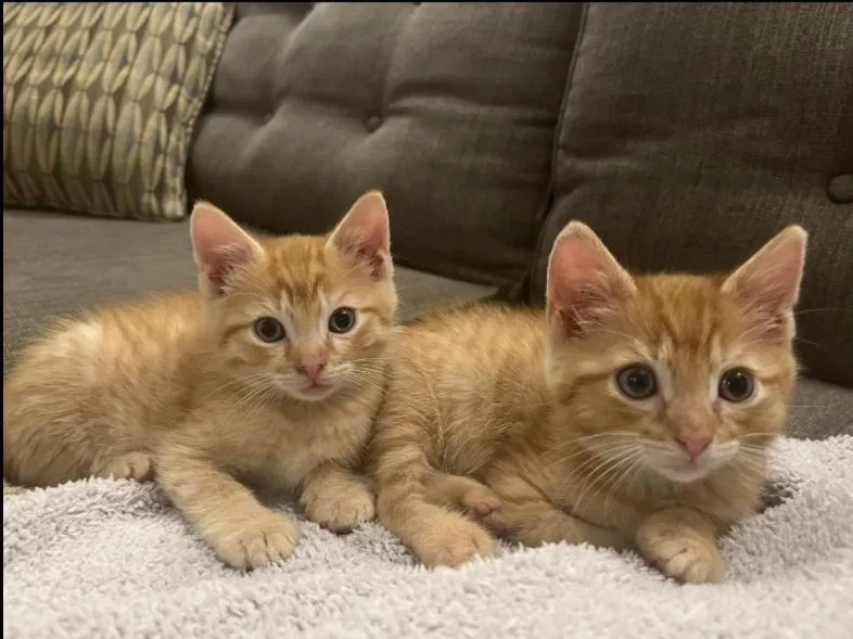 A baby medium-sized male Domestic Medium Hair cat named Charlie & Bruce for adoption in Stamford, CT