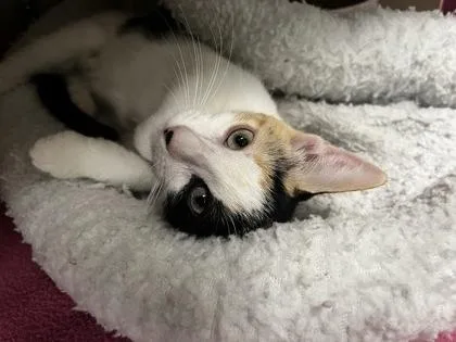 A baby medium-sized female Domestic Short Hair cat named Tootsie Roll for adoption in Picayune, MS