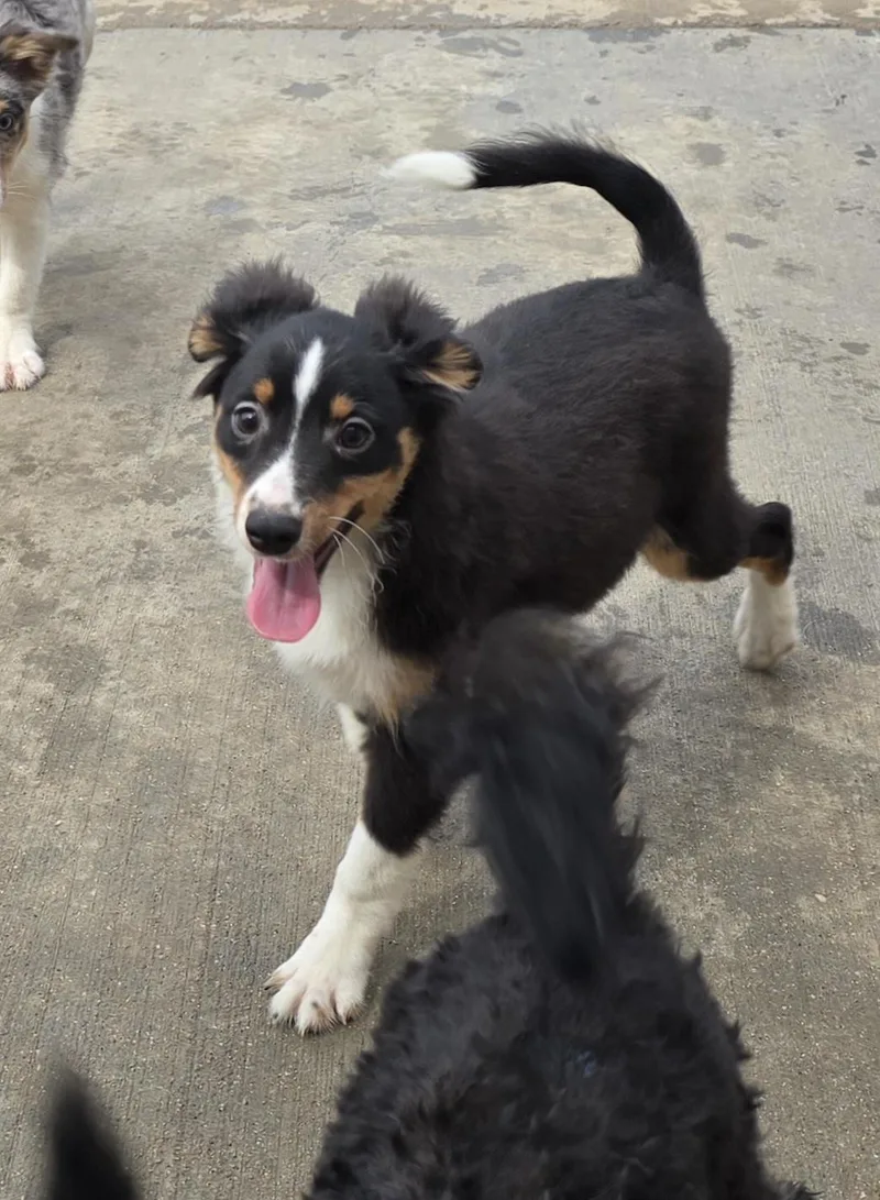 A baby small-sized male Tricolor (Brown, Black, & White) Shetland Sheepdog / Sheltie dog named Jimmy for adoption in Terre Haute, IN