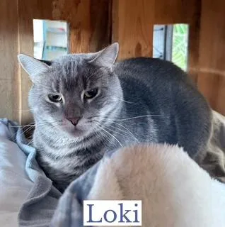 Loki