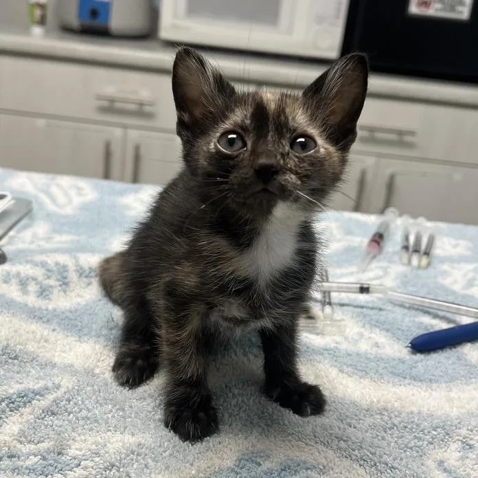 A baby small-sized female Domestic Short Hair cat named Kelly for adoption in Riverside, CA