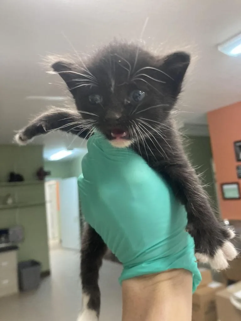 A baby medium-sized male Domestic Short Hair cat named Mulberry for adoption in Burnsville, NC