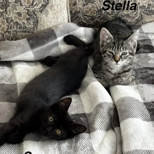 A baby small-sized female Black Domestic Short Hair cat named Sassy for adoption in Seven Valleys, PA