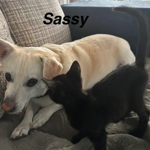 Sassy thumbnail 2