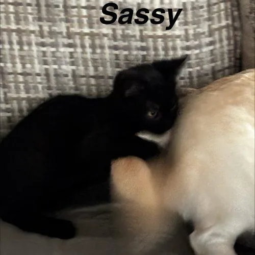 Sassy thumbnail 6