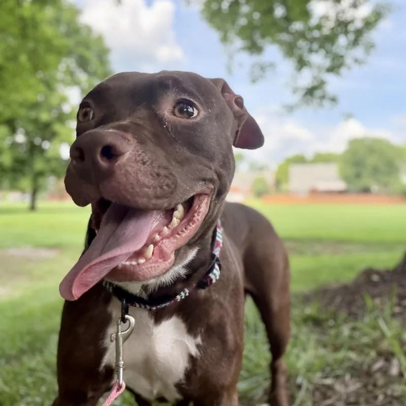 A young medium-sized female Brown / Chocolate Pit Bull Terrier dog named Kiera for adoption in Brentwood, TN