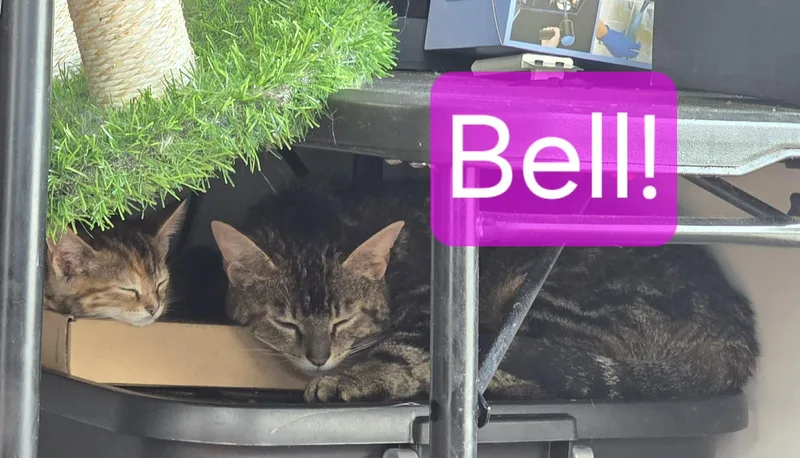 An adult medium-sized female Tabby (Brown / Chocolate) Domestic Short Hair cat named Bell for adoption in Kent, OH