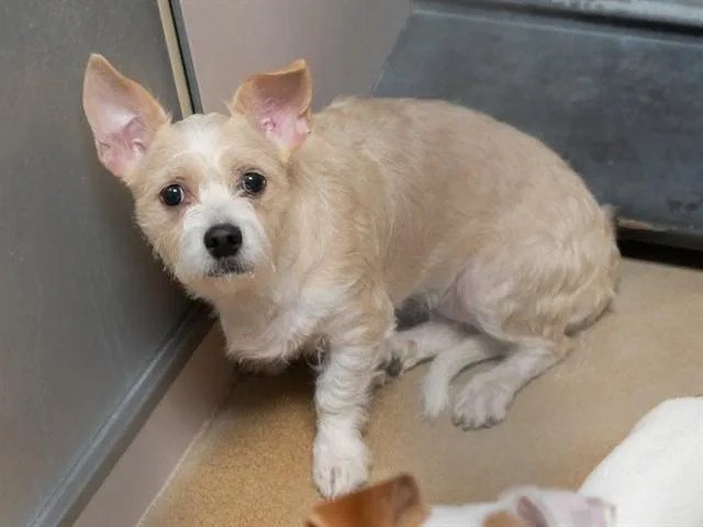 An adult small-sized female Terrier dog named Cindy Bear for adoption in Martinez, CA