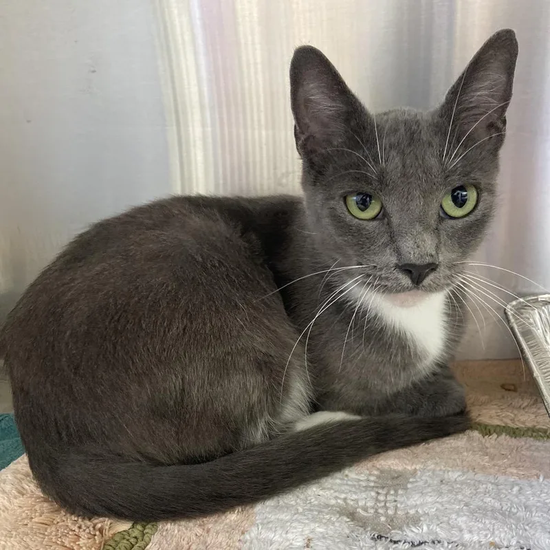 An adult medium-sized female Domestic Short Hair cat named Alys for adoption in Greensboro, NC