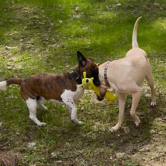 An adult medium-sized male Brindle Corgi dog named Mannix for adoption in Fayetteville, GA