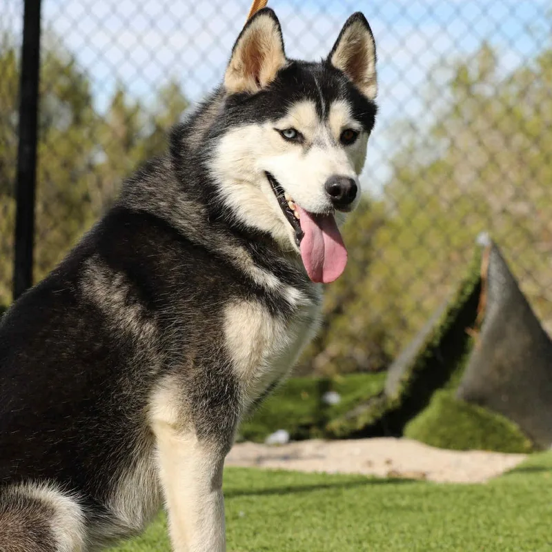 French Toast thumbnail 2