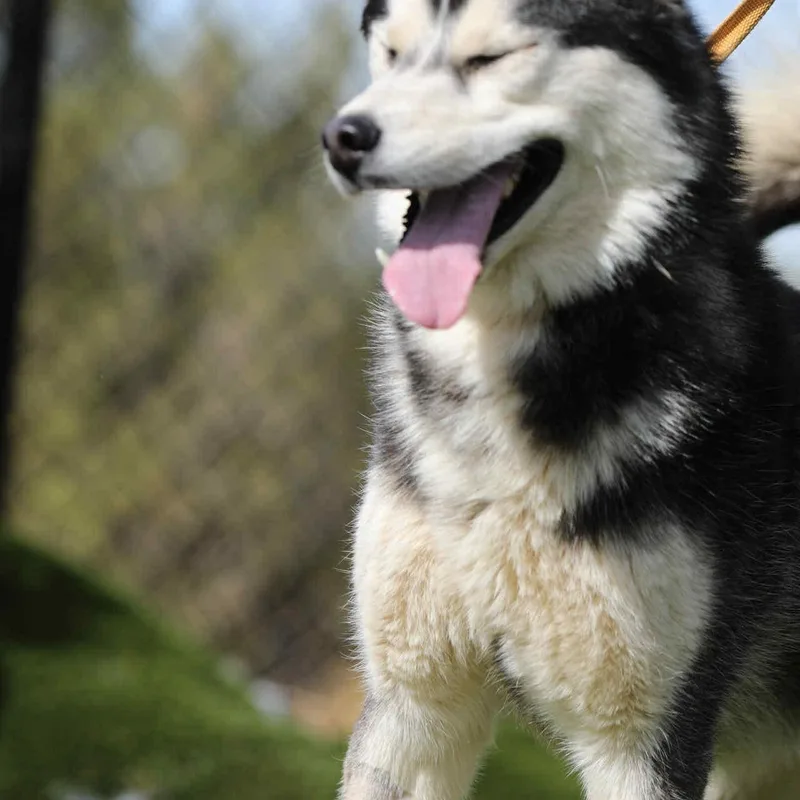 French Toast thumbnail 3