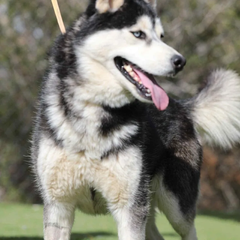 French Toast thumbnail 4