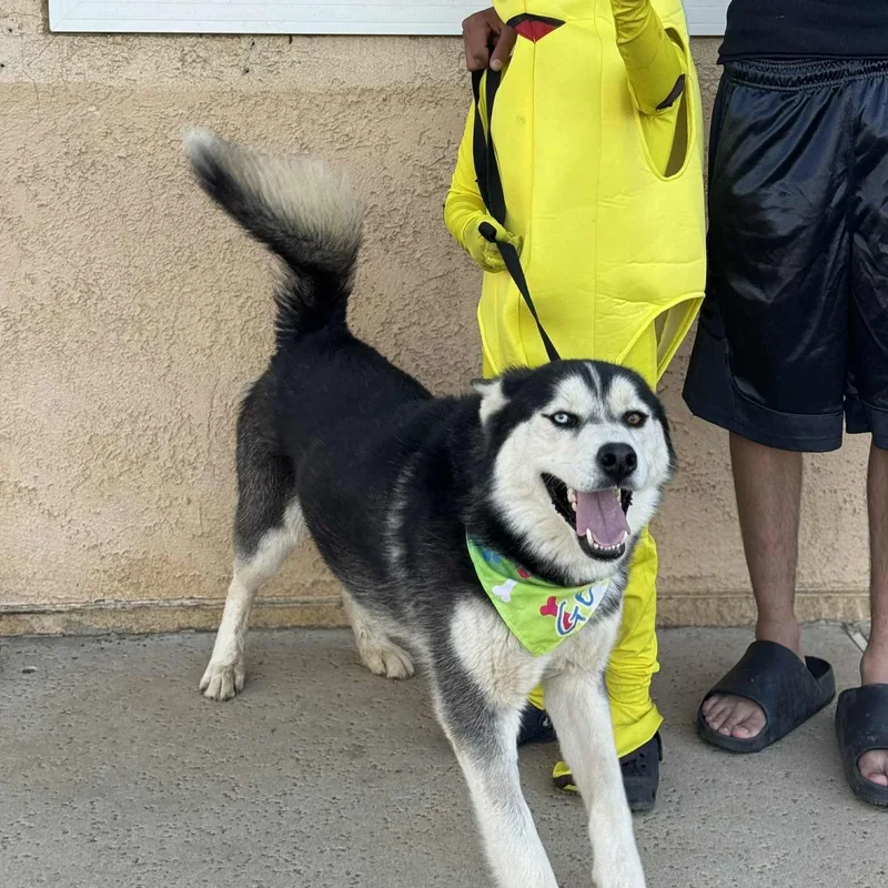 French Toast thumbnail 5