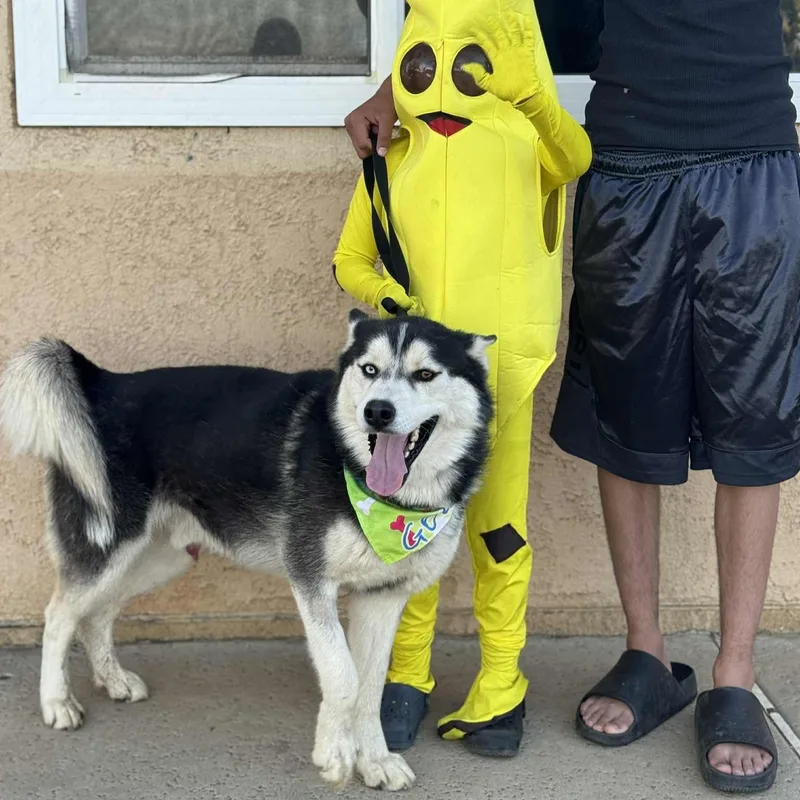 French Toast thumbnail 6