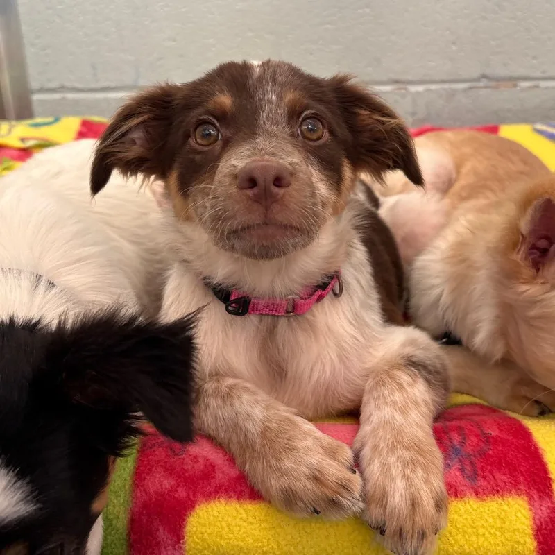 A baby small-sized female Brown / Chocolate Mixed Breed dog named Mango for adoption in Wheeling, IL
