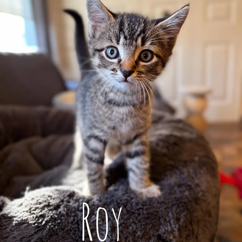 A baby small-sized male Domestic Short Hair cat named Roy for adoption in Washington, PA