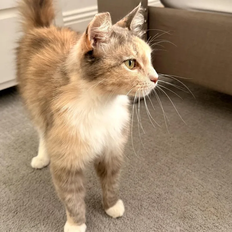 Pamela