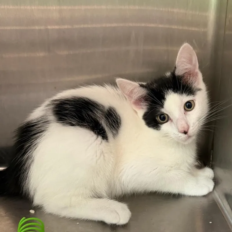 A baby small-sized male White Domestic Short Hair cat named Woody for adoption in Calverton, NY