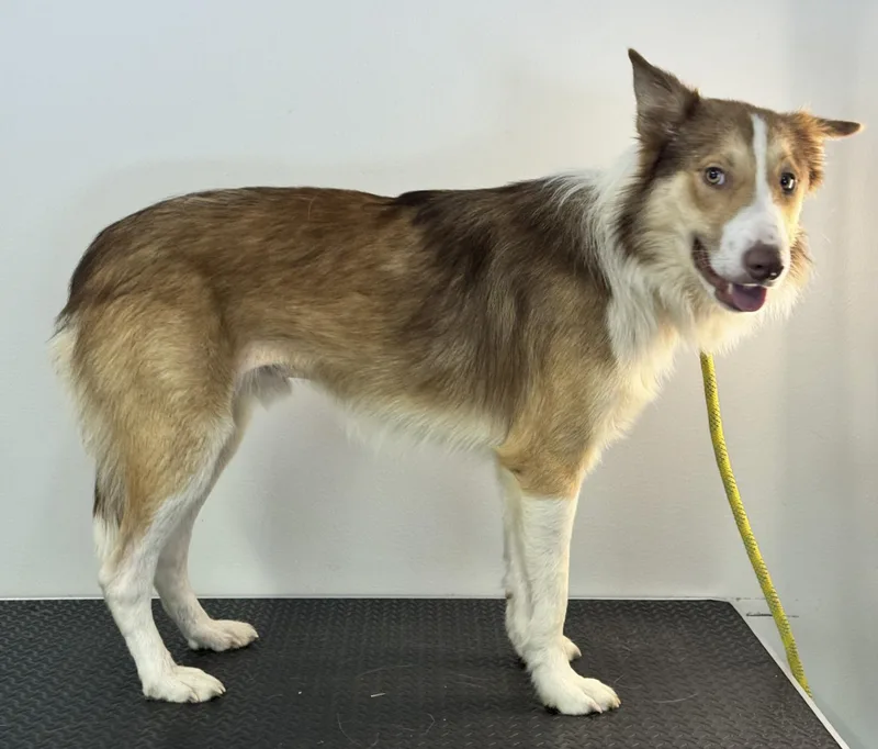 A young medium-sized male Red / Chestnut / Orange Border Collie dog named Blaze for adoption in Meherrin, VA